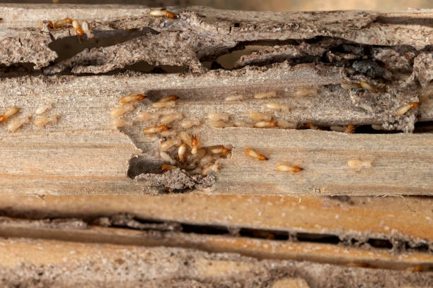 Best Residential Pest Control  in Chesterland, OH